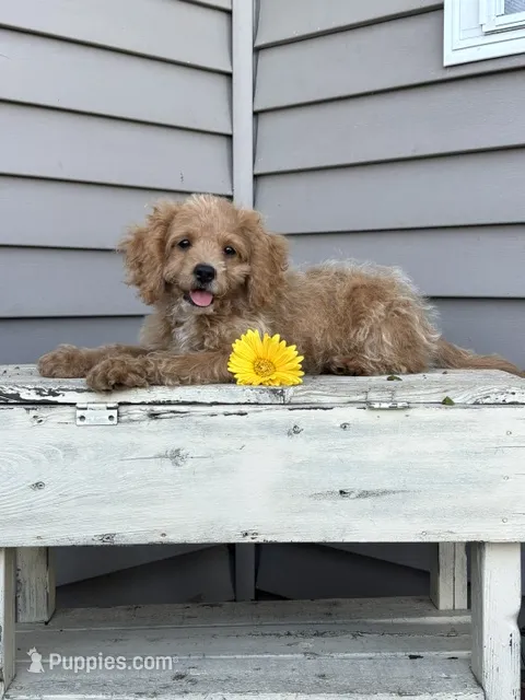 Buck – Cockapoo puppy for sale in Wayne City, IL
