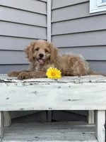 Buck, a male Cockapoo for sale in Wayne City, IL – 1 of 10