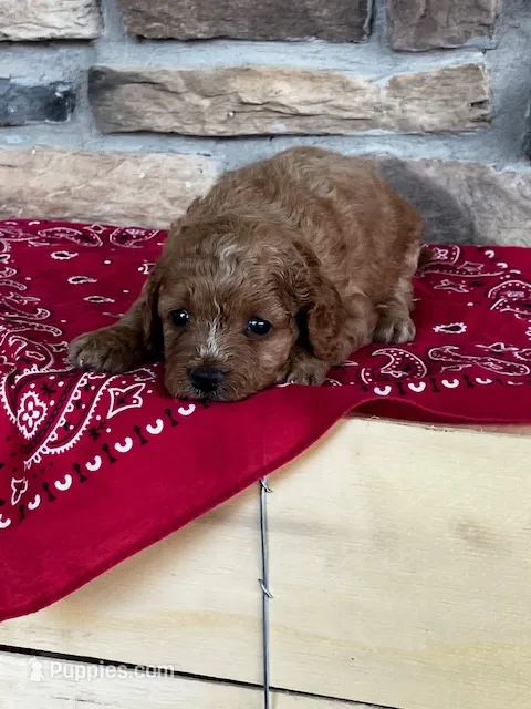 Bella – Cockapoo puppy for sale in Wayne City, IL
