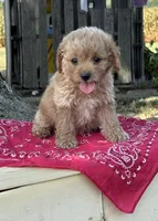 Stella, a female Cockapoo for sale in Wayne City, IL – 5 of 8