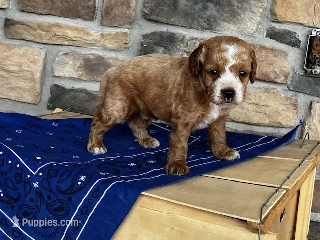 Duke – Cockapoo puppy for sale in Wayne City, IL