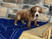 Duke, a male Cockapoo for sale in Wayne City, IL – 3 of 7