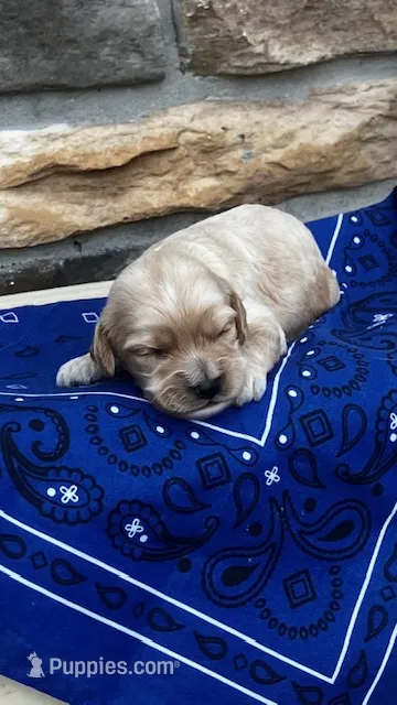Archie – Cockapoo puppy for sale in Wayne City, IL