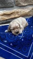 Archie, a male Cockapoo for sale in Wayne City, IL – 1 of 3