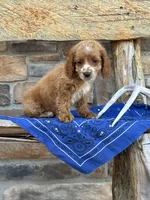 Duke, a male Cockapoo for sale in Wayne City, IL – 2 of 7