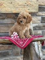 Stella, a female Cockapoo for sale in Wayne City, IL – 3 of 8
