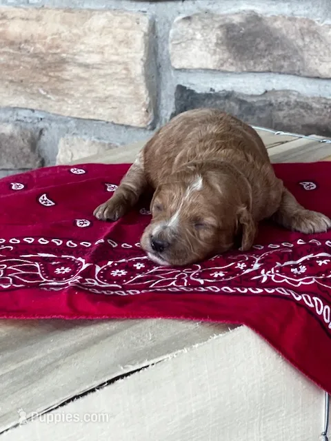 Bella – Cockapoo puppy for sale in Wayne City, IL