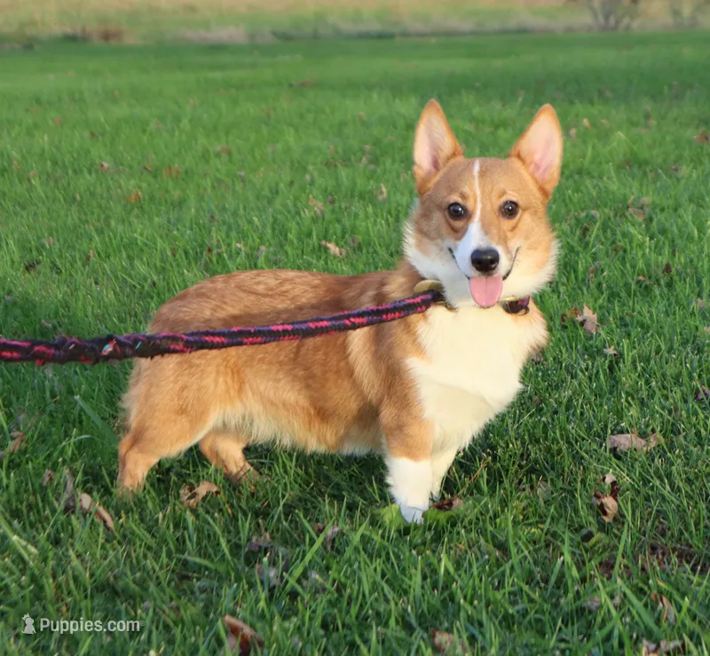 Carrie – Pembroke Welsh Corgi puppy for sale in Wayne City, IL