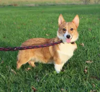 Carrie, a female Pembroke Welsh Corgi for sale in Wayne City, IL – 1 of 1