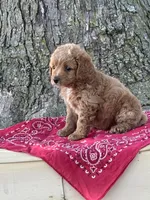 Bella, a female Cockapoo for sale in Wayne City, IL – 5 of 8