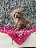 Bella, a female Cockapoo for sale in Wayne City, IL – 4 of 8