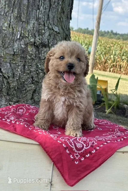 Stella – Cockapoo puppy for sale in Wayne City, IL
