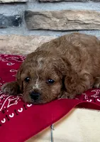 Bella, a female Cockapoo for sale in Wayne City, IL – 6 of 8