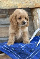 Buck, a male Cockapoo for sale in Wayne City, IL – 3 of 7