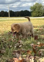 Buck, a male Cockapoo for sale in Wayne City, IL – 7 of 10