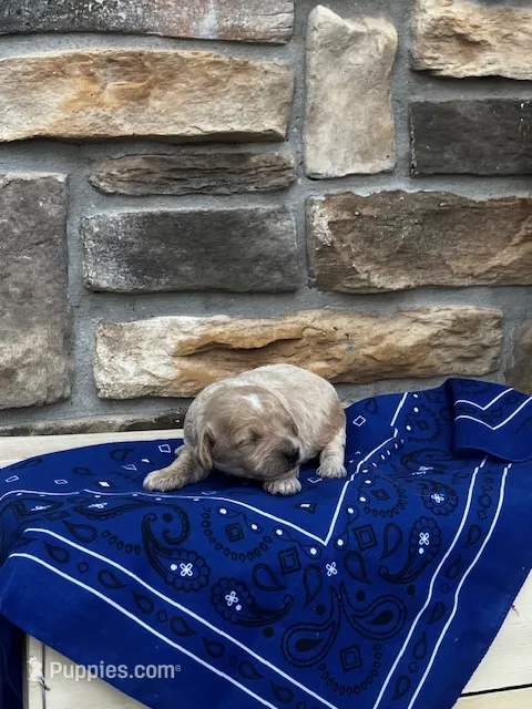 Buck – Cockapoo puppy for sale in Wayne City, IL