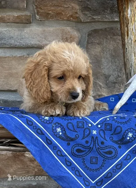 Buck – Cockapoo puppy for sale in Wayne City, IL