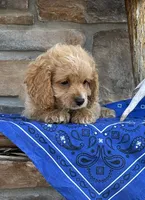 Buck, a male Cockapoo for sale in Wayne City, IL – 1 of 7