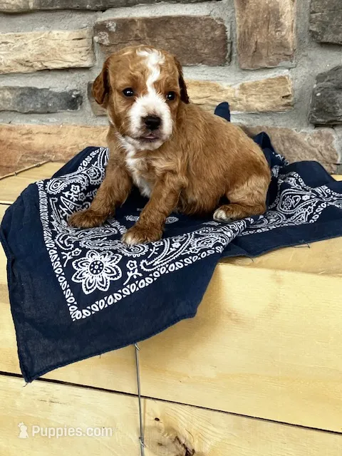 Duke – Cockapoo puppy for sale in Wayne City, IL