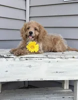 Buck, a male Cockapoo for sale in Wayne City, IL – 2 of 10