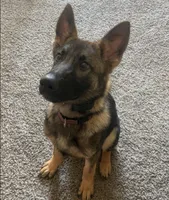 Kova, a female German Shepherd Dog for sale in Franklin, OH – 2 of 4