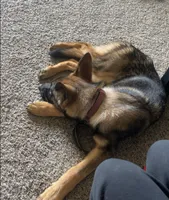 Kova, a female German Shepherd Dog for sale in Franklin, OH – 4 of 4