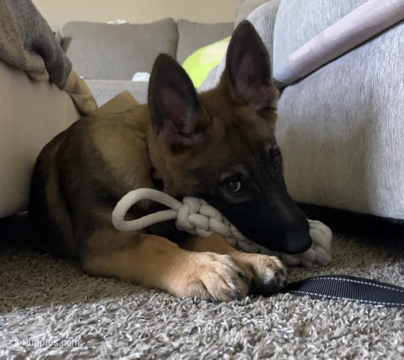 Kova – German Shepherd Dog puppy for sale in Franklin, OH