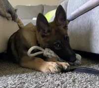 Kova, a female German Shepherd Dog for sale in Franklin, OH – 1 of 4