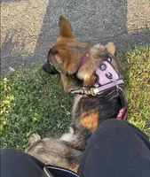Kova, a female German Shepherd Dog for sale in Franklin, OH – 3 of 4