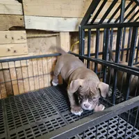 Bully 2, a male American Bully for sale in Nashville, TN – Photo 2 of 2