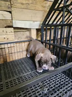 Bully 2, a male American Bully for sale in Nashville, TN – Photo 2 of 2