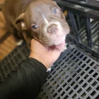 Bully 2, a male American Bully for sale in Nashville, TN – Photo 1 of 2