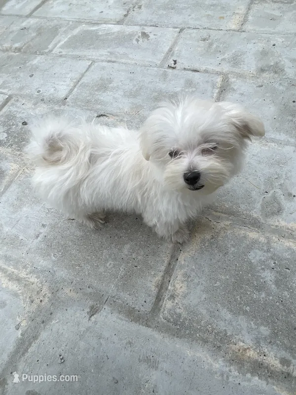 Lilly – Maltese puppy for sale in Toledo, OH