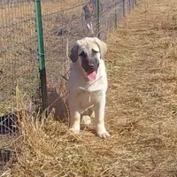 AKC- COKE, a male Anatolian Shepherd Dog for sale in Yellville, AR – Photo 2 of 5
