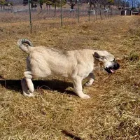 AKC- COKE, a male Anatolian Shepherd Dog for sale in Yellville, AR – Photo 3 of 5