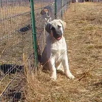 AKC- COKE, a male Anatolian Shepherd Dog for sale in Yellville, AR – Photo 1 of 5