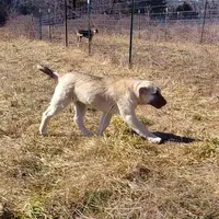 AKC- COKE, a male Anatolian Shepherd Dog for sale in Yellville, AR – Photo 4 of 5