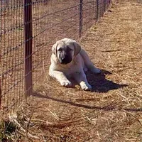 AKC- COKE, a male Anatolian Shepherd Dog for sale in Yellville, AR – Photo 5 of 5