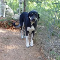 AKC- OMEGA, a female Anatolian Shepherd Dog for sale in Yellville, AR – 3 of 10