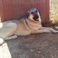 AKC - SAMOA, a female Anatolian Shepherd Dog for sale in Yellville, AR – Photo 1 of 10