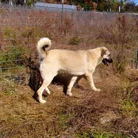 AKC - SAMOA, a female Anatolian Shepherd Dog for sale in Yellville, AR – Photo 9 of 10