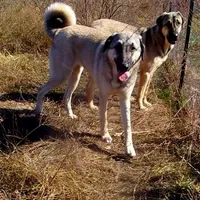 AKC - SAMOA, a female Anatolian Shepherd Dog for sale in Yellville, AR – Photo 3 of 10