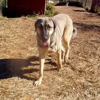 AKC - SAMOA, a female Anatolian Shepherd Dog for sale in Yellville, AR – Photo 8 of 10