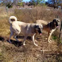 AKC - SAMOA, a female Anatolian Shepherd Dog for sale in Yellville, AR – Photo 10 of 10