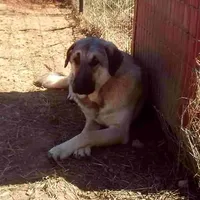AKC - SAMOA, a female Anatolian Shepherd Dog for sale in Yellville, AR – Photo 2 of 10