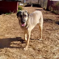 AKC - SAMOA, a female Anatolian Shepherd Dog for sale in Yellville, AR – Photo 7 of 10