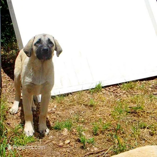 AKC Gretel  – Anatolian Shepherd Dog puppy for sale in Yellville, AR