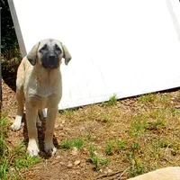 AKC Gretel , a female Anatolian Shepherd Dog for sale in Yellville, AR – 1 of 10
