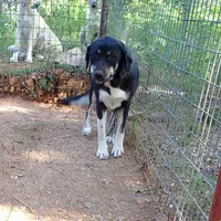 AKC- OMEGA, a female Anatolian Shepherd Dog for sale in Yellville, AR – 7 of 10