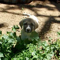 AKC- ZAYU, a female Anatolian Shepherd Dog for sale in Yellville, AR – 6 of 8